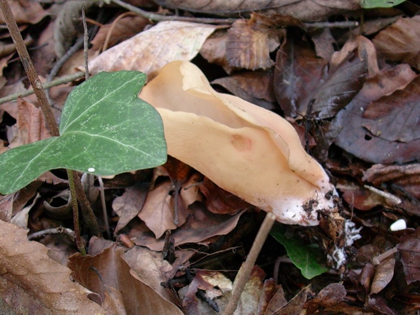 487 Novembre vecchio ritrovamento